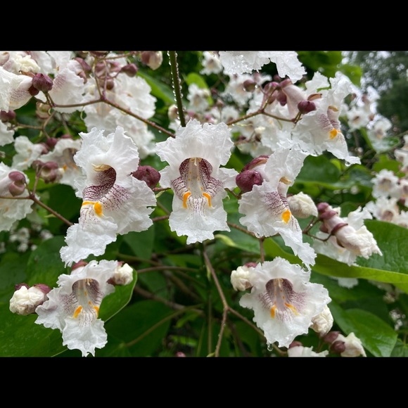 Meet your Posher, Katherine - Picture 1 of 1